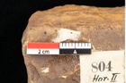 Foto (Detailsansicht) von Quercus palaeoilex Ettingshausen (NHMW-GEO-2024-0188-0804)